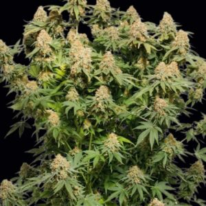 Moby Dick Feminized Seeds by Seedstockers