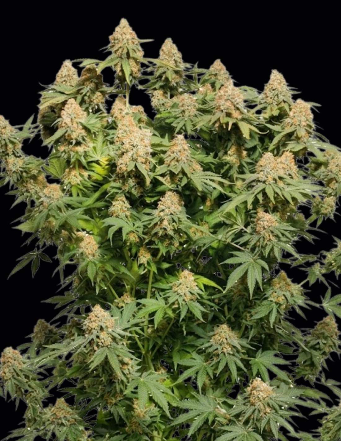 Moby Dick Feminized Seeds by Seedstockers