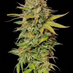 Northern Lights #2 Regular Seeds by Seedstockers