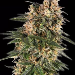 Northern Lights Auto Seeds by Seedstockers
