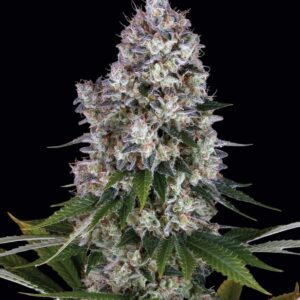 Northern Lights Feminized Seeds by Barney's Farm