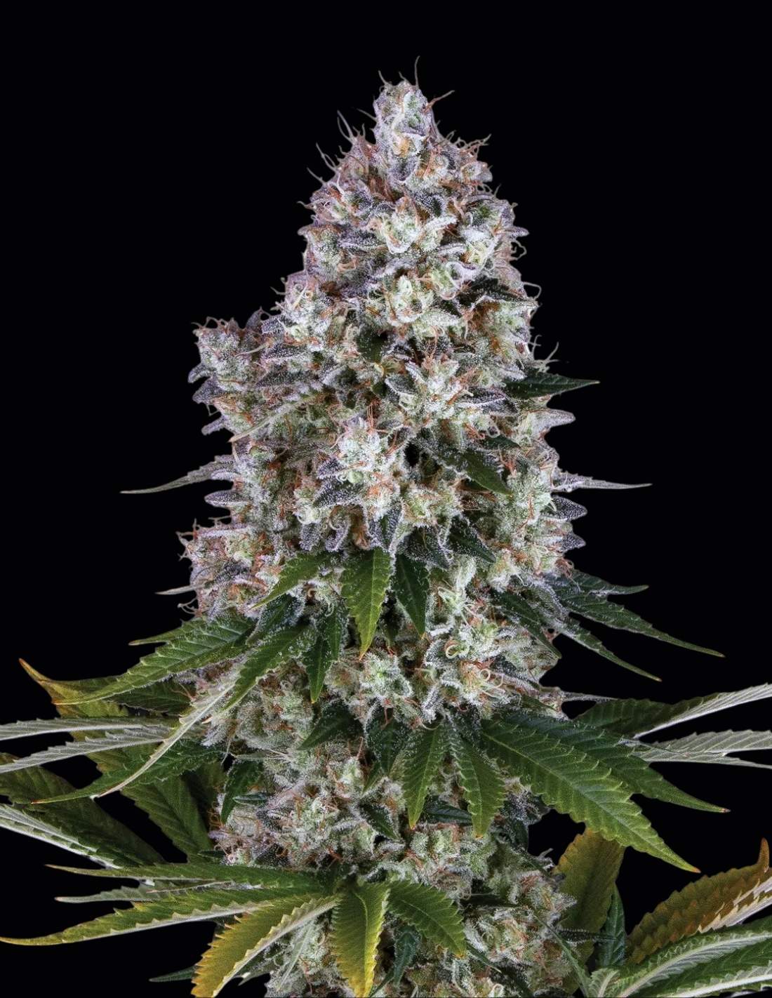 Northern Lights Feminized Seeds by Barney's Farm