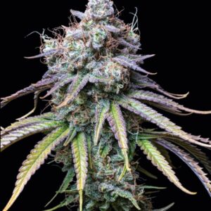 Northern Lights CBD Seeds by Seedstockers