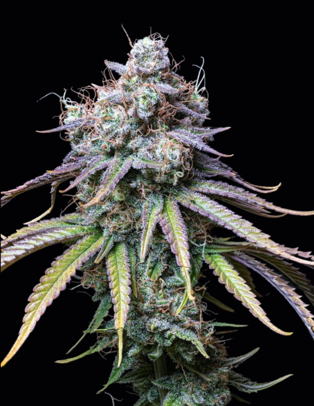 Northern Lights CBD Seeds by Seedstockers