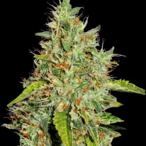 Northern Lights Feminized Seeds by Seedstockers