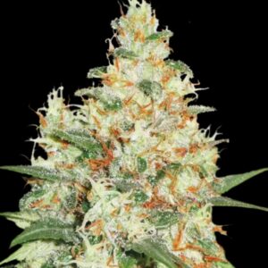 OG Kush Auto Seeds by Seedstockers
