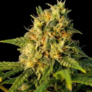 OG Kush Feminized Seeds by Seedstockers