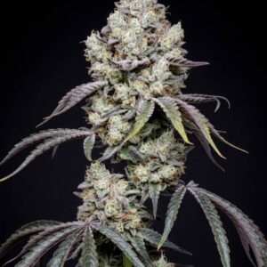 Oreoz Feminized Seeds by Seedstockers