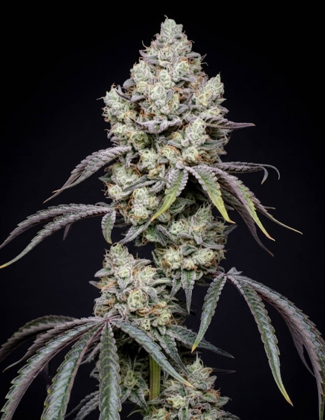 Oreoz Feminized Seeds by Seedstockers