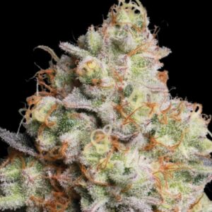 Panty Punch Auto Seeds by Seedstockers