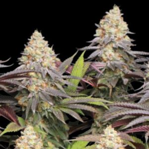 Panty Punch Feminized Seeds by Seedstockers