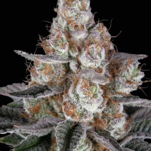 Papaya Frosting Feminized Seeds by Barney's Farm