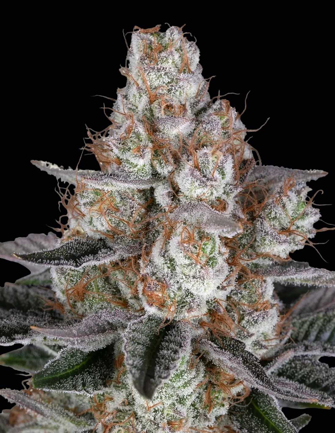 Papaya Frosting Feminized Seeds by Barney's Farm