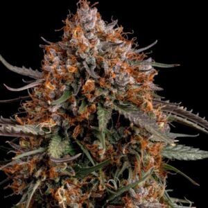 Permanent Marker Feminized Seeds by Seedstockers