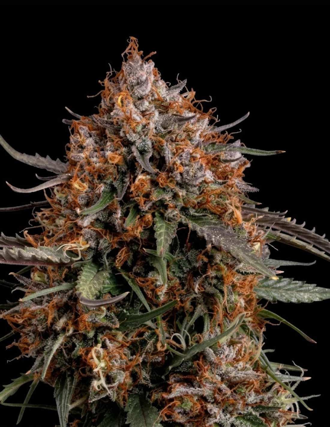 Permanent Marker Feminized Seeds by Seedstockers