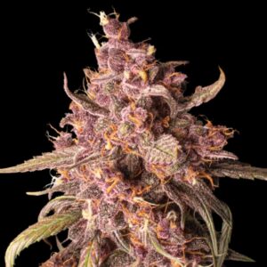 Purple Punch Auto Seeds by Seedstockers