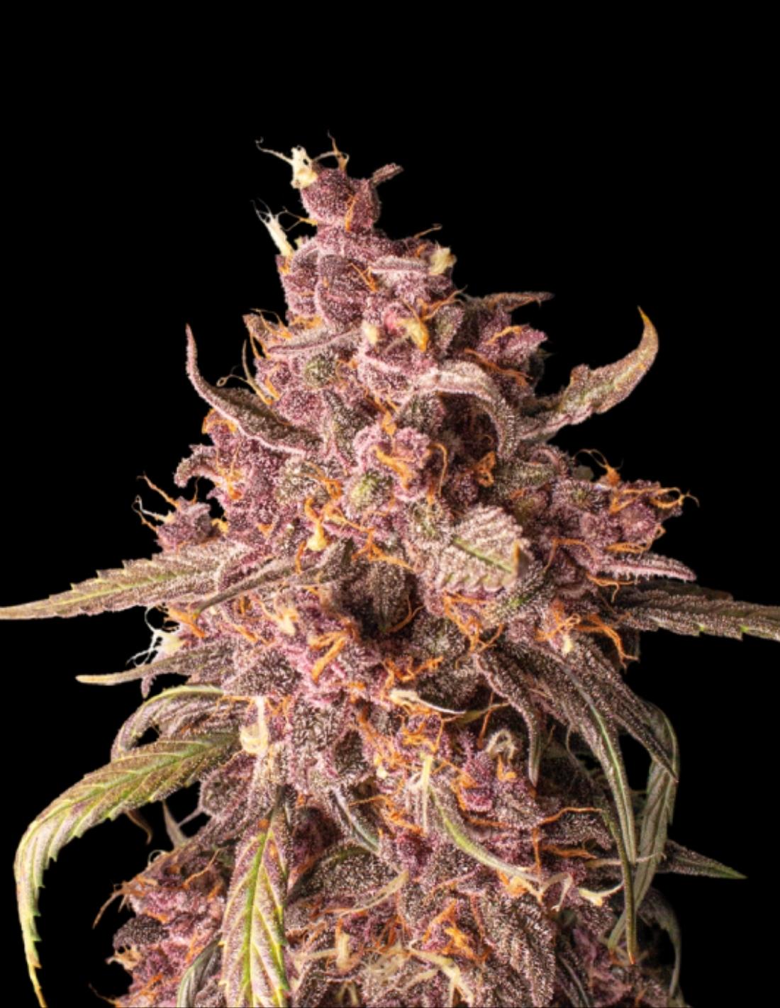 Purple Punch Auto Seeds by Seedstockers