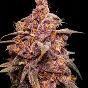 Purple Punch Feminized Seeds by Seedstockers