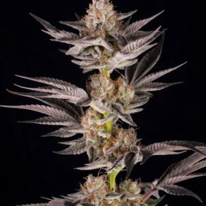 RS11 x Banana OG Feminized Seeds by Barney's Farm