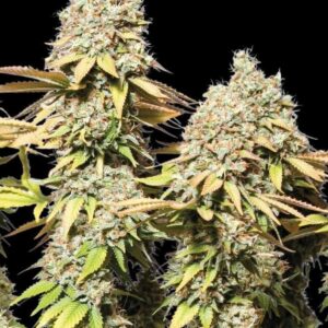 Rucu Cucu OG Auto Seeds by Seedstockers