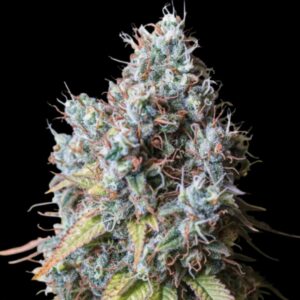 Rucu Cucu OG Feminized Seeds by Seedstockers