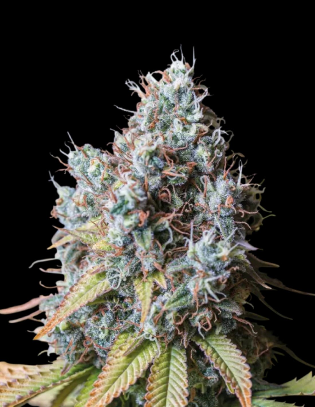 Rucu Cucu OG Feminized Seeds by Seedstockers