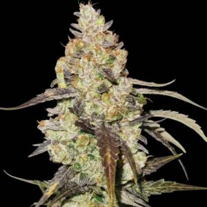 Runtz Feminized Seeds by Seedstockers