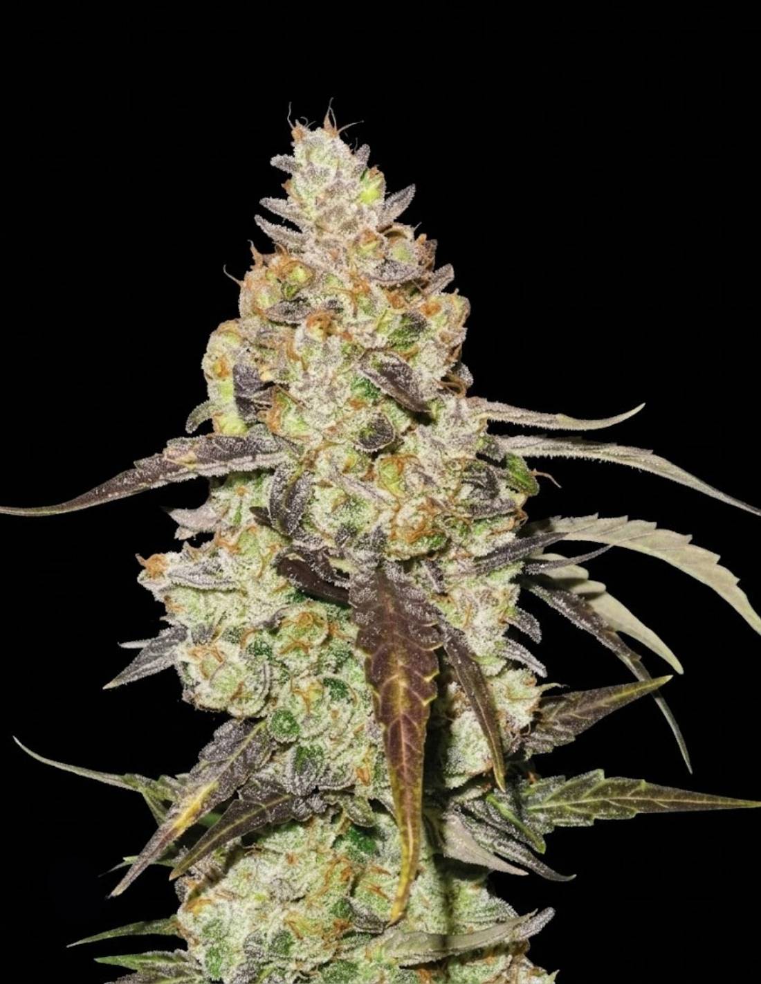 Runtz Feminized Seeds by Seedstockers