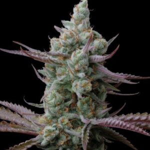 Sagrada Amnesia Feminized Seeds by Seedstockers