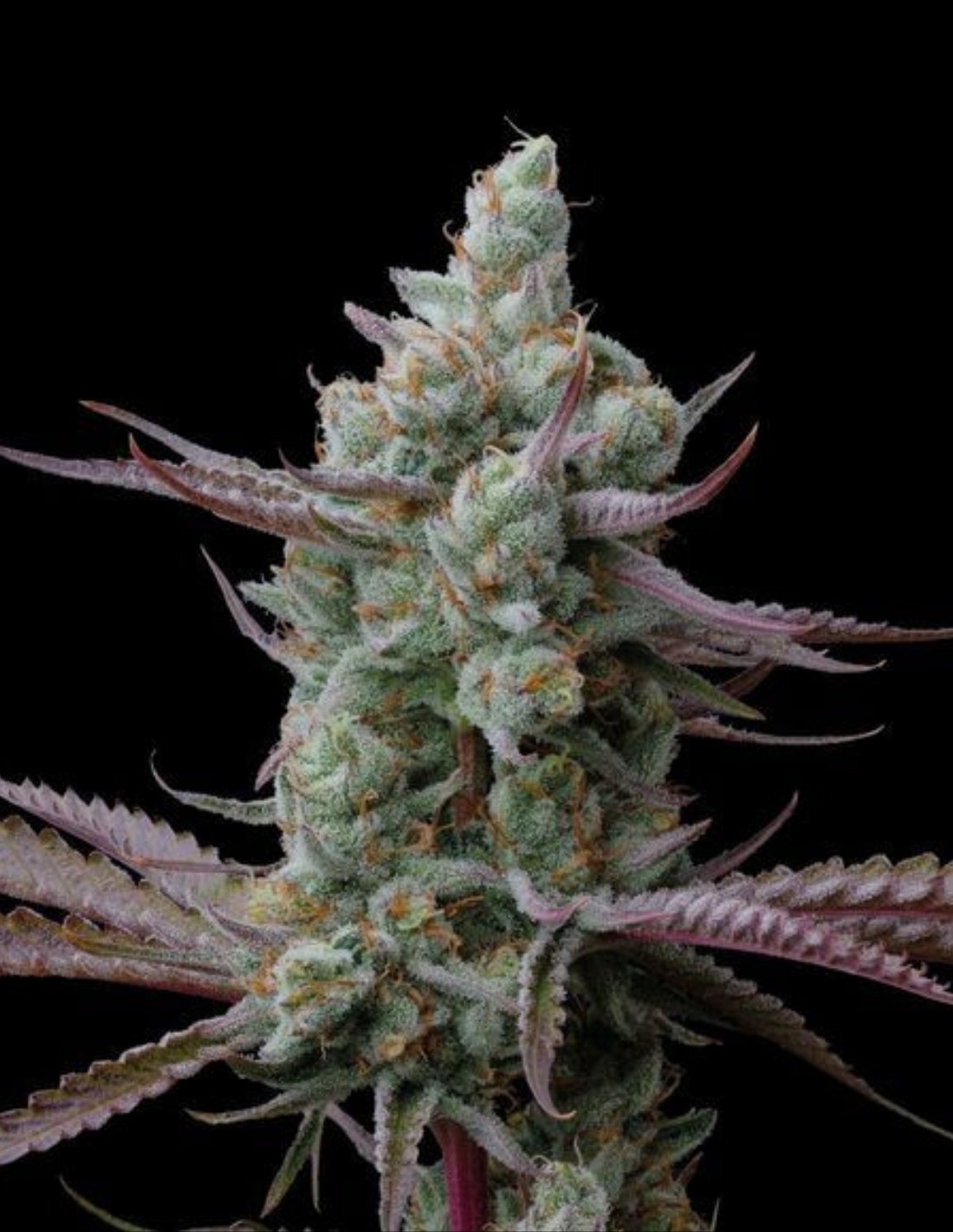 Sagrada Amnesia Feminized Seeds by Seedstockers