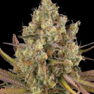 Santa Marta Haze Auto Seeds by Seedstockers