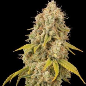 Santa Marta Haze Feminized Seeds by Seedstockers