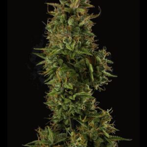 Sherbet Auto Seeds by Seedstockers