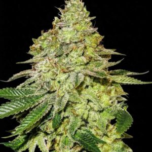 Sherbet Feminized Seeds by Seedstockers