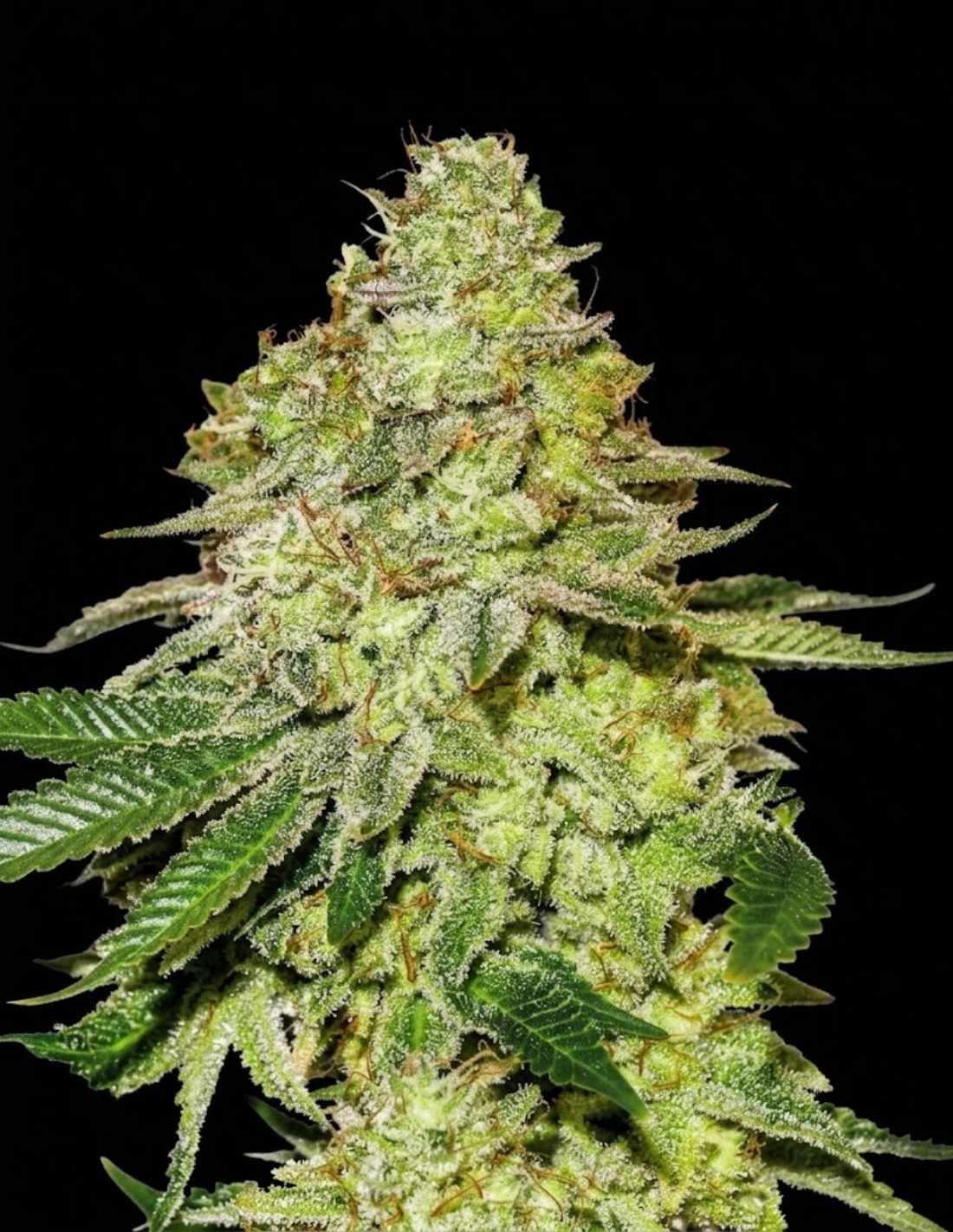 Sherbet Feminized Seeds by Seedstockers