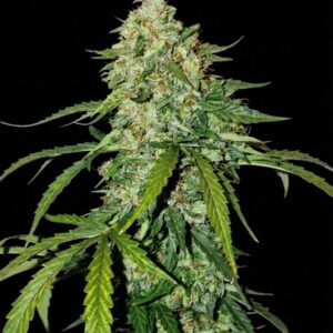 Silver Lime Haze CBD 1:1 Auto Seeds by Seedstockers