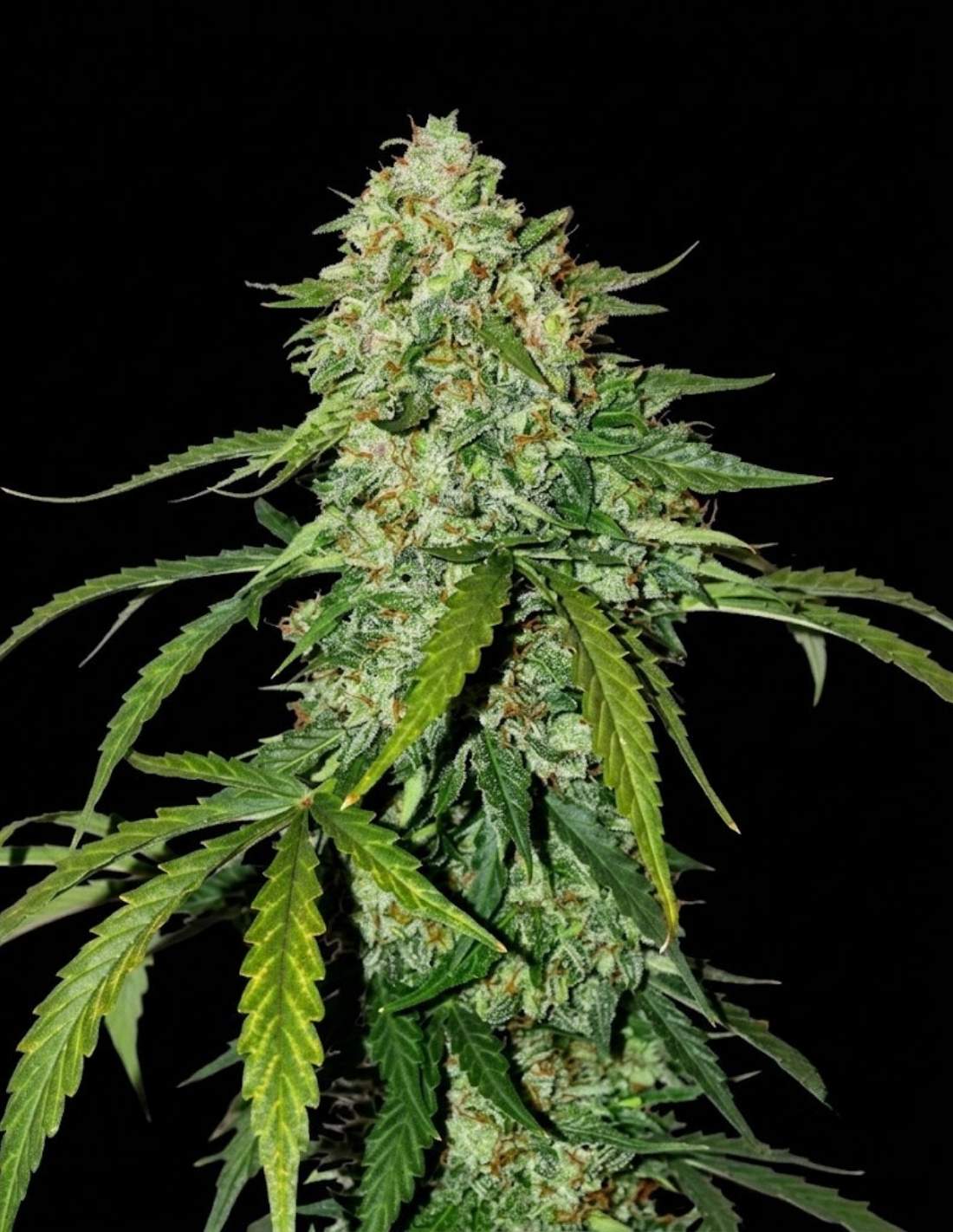 Silver Lime Haze CBD 1:1 Auto Seeds by Seedstockers