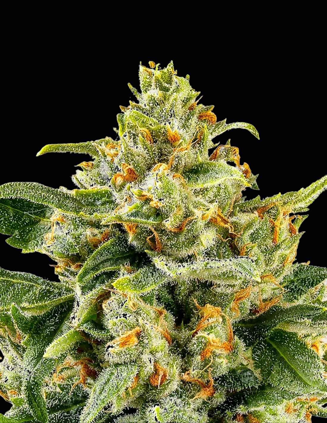 Skunk #1 - Image 2
