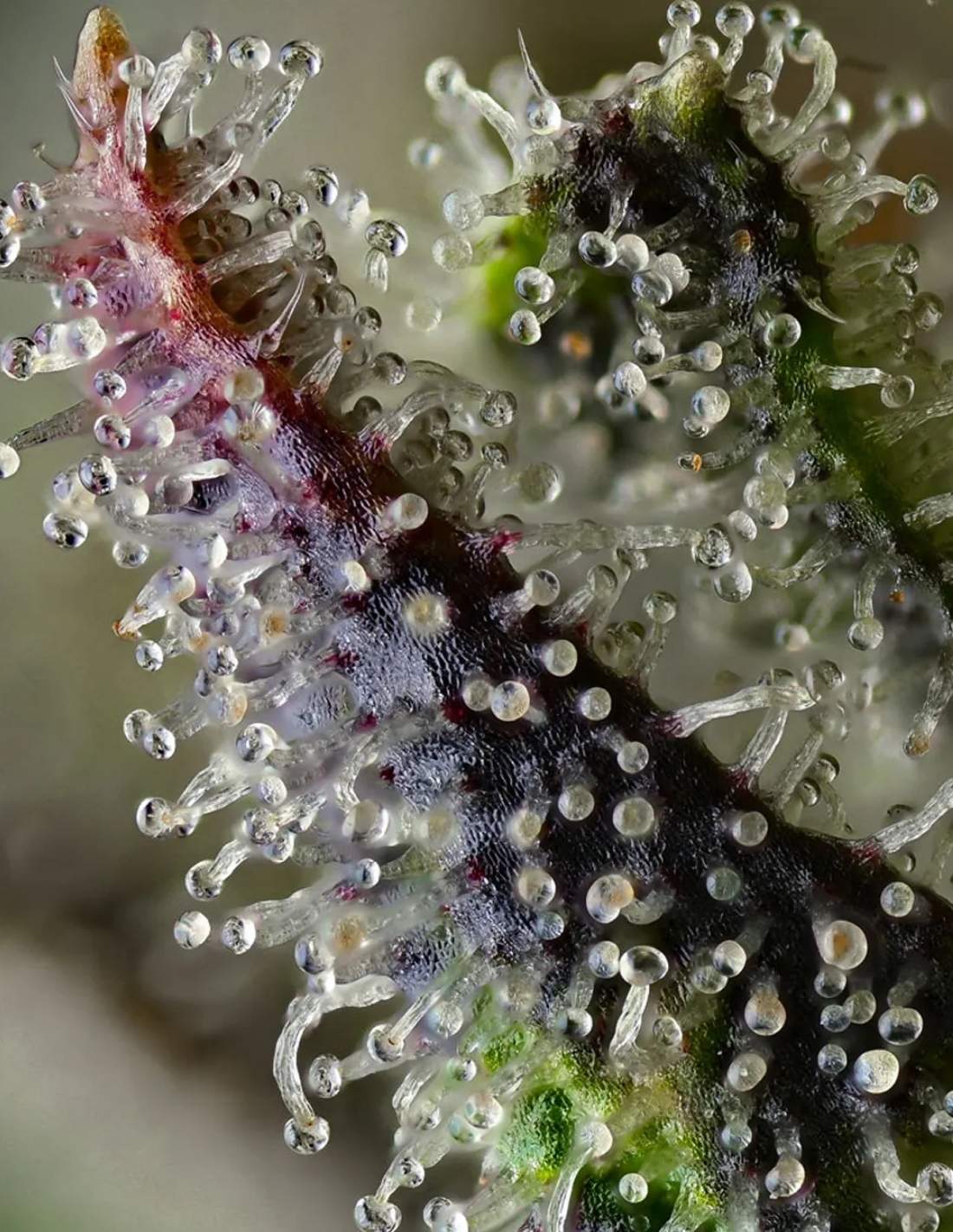 Skunk #1 - Image 3