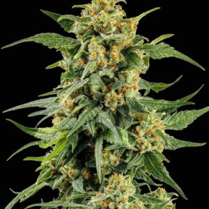 Skunk #1 Feminized Seeds by Barney's Farm