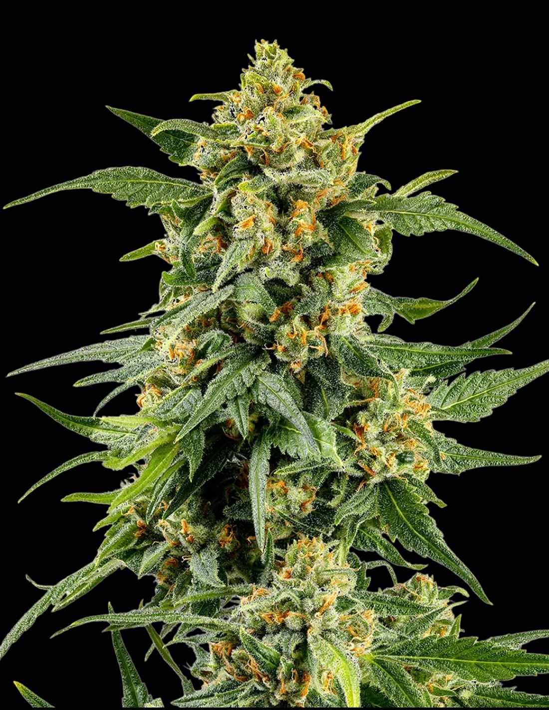 Skunk #1 Feminized Seeds by Barney's Farm