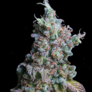 Sour Diesel Auto Seeds by Seedstockers