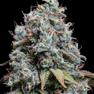 Sour Diesel Feminized Seeds by Seedstockers