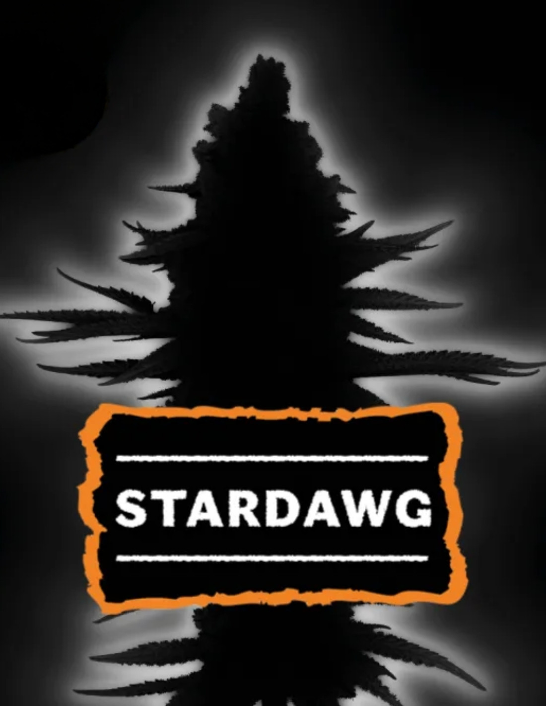 Stardawg Feminized Seeds by Seedstockers
