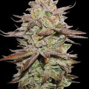 Sticky Fingers Auto Seeds by Seedstockers
