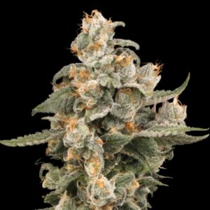 Super Boof Auto Seeds by Seedstockers