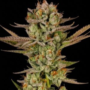 Super Boof Feminized Seeds by Seedstockers