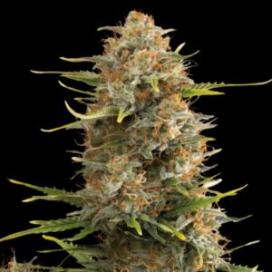 Super Skunk Auto Seeds by Seedstockers