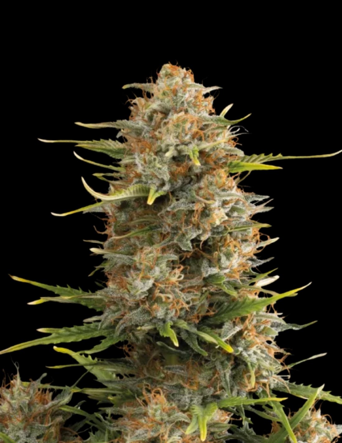 Super Skunk Auto Seeds by Seedstockers
