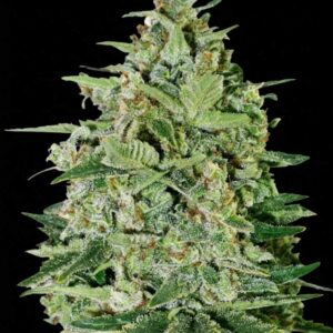 Super Skunk Feminized Seeds by Seedstockers